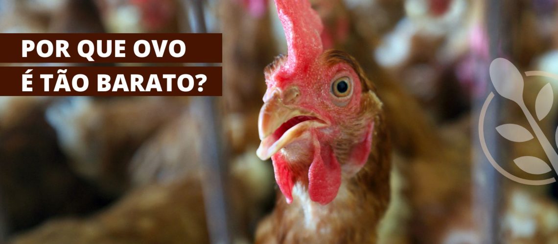Por que ovo é tão barato