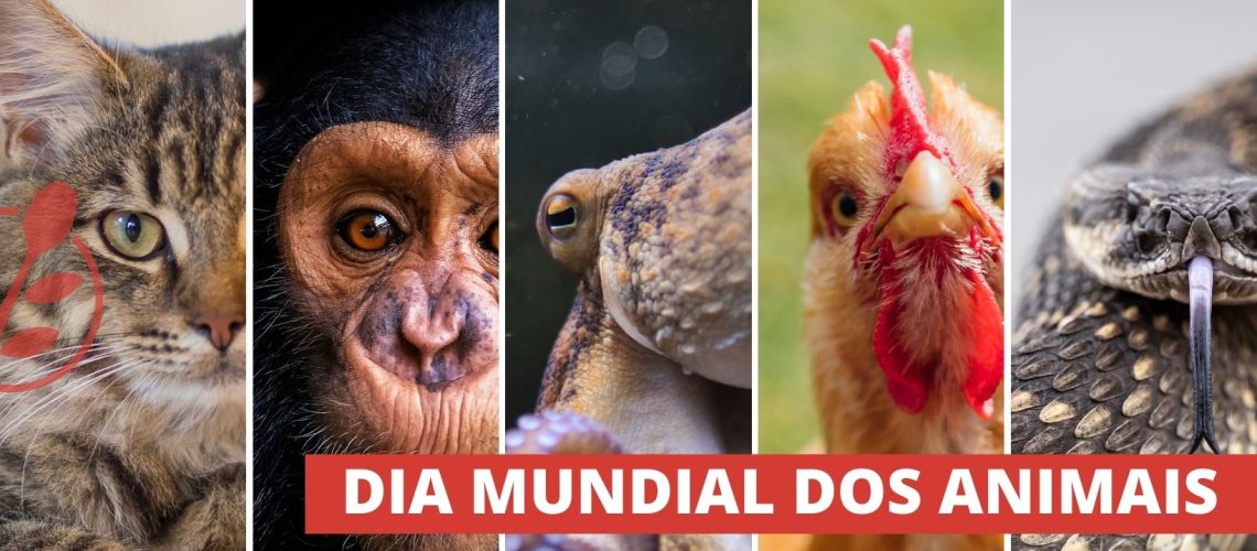 diadosanimais