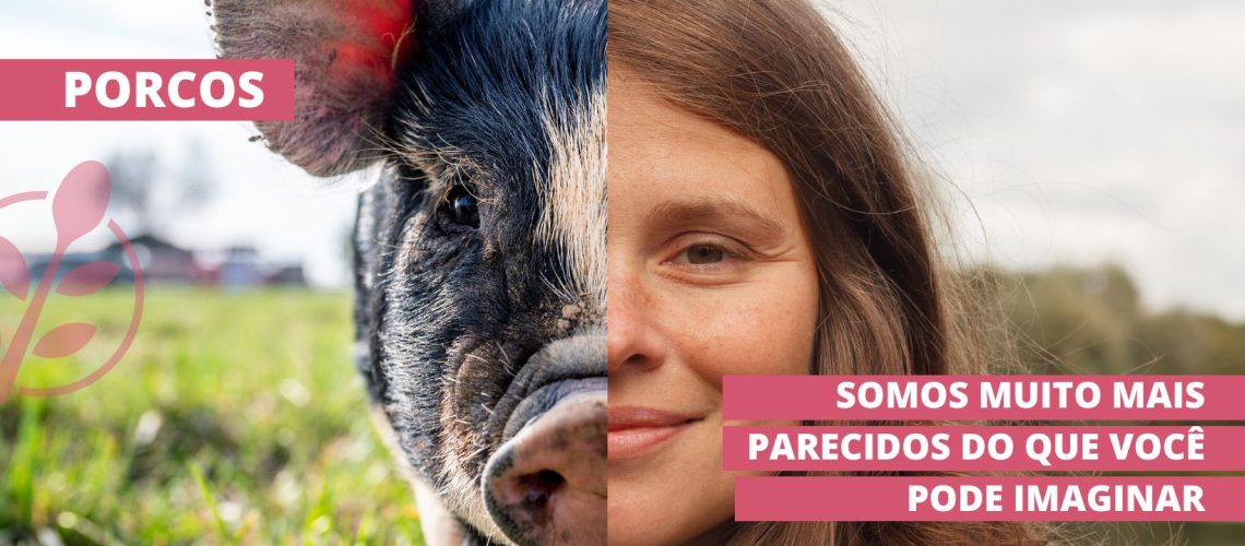 porcos